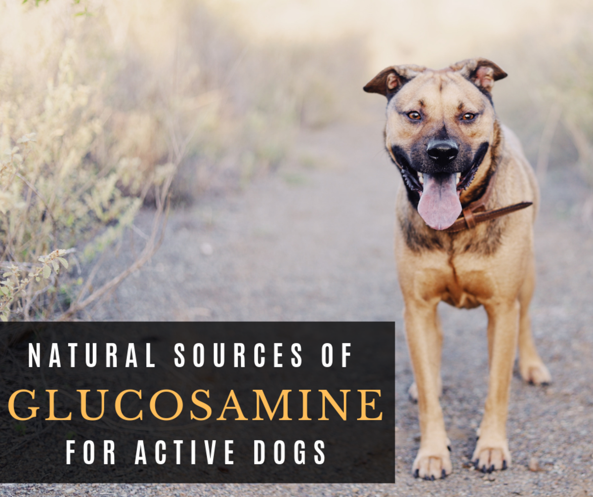 Glucosamine For Dogs Dosage Chart