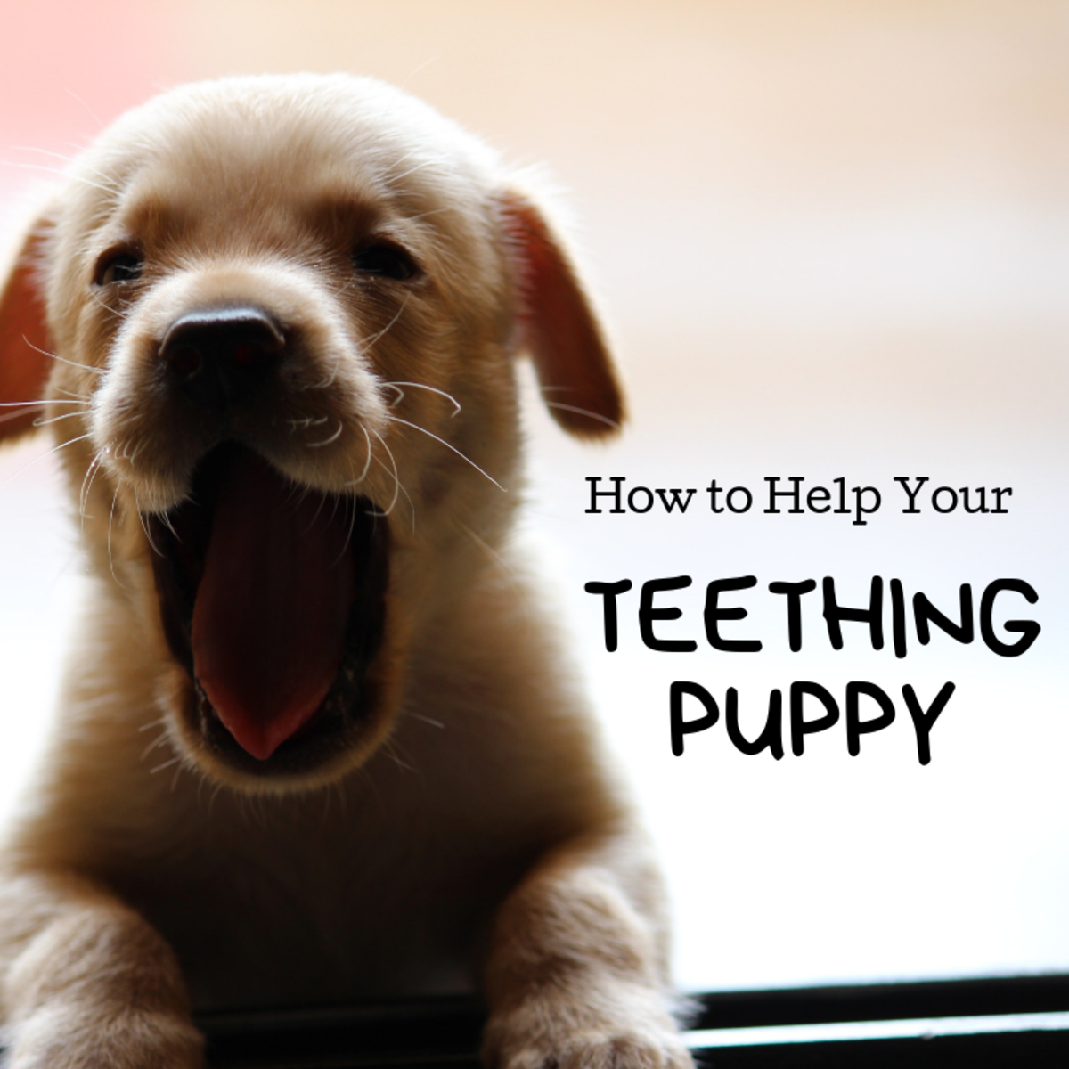 The Puppy Teething Process Remedies, Complications, and