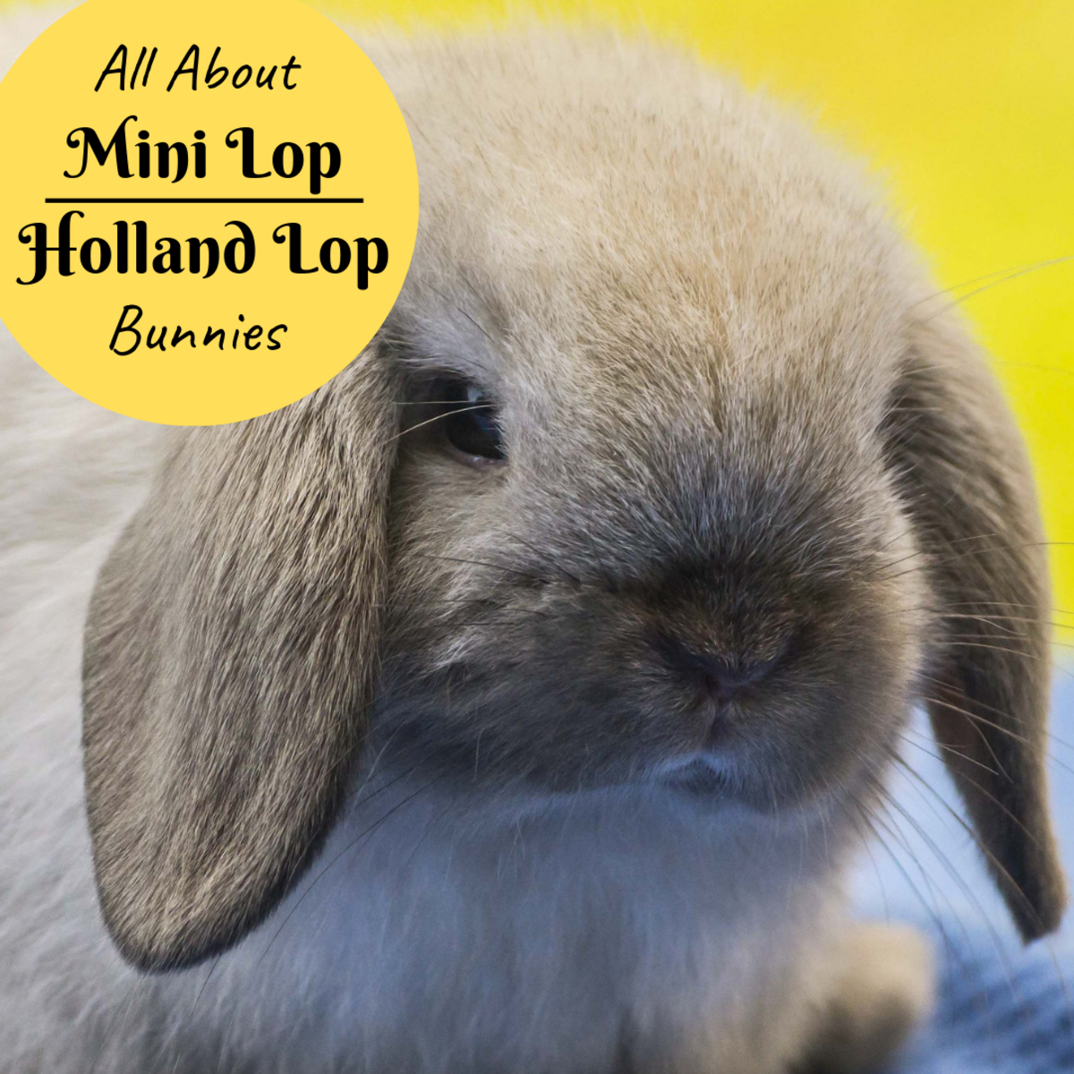 Bunny Breed and Size Guide Mini Lop (Holland Lop) Rabbits PetHelpful
