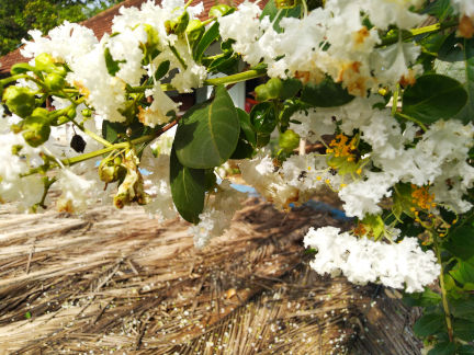 Blossoms of Lagestromea alba tree