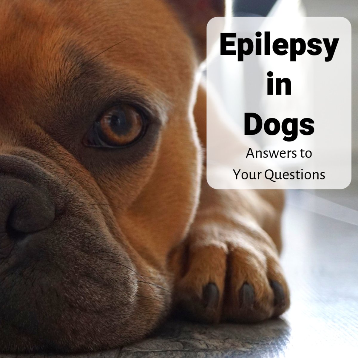 Canine Epilepsy: Expert Answers to Your Frequently Asked Questions