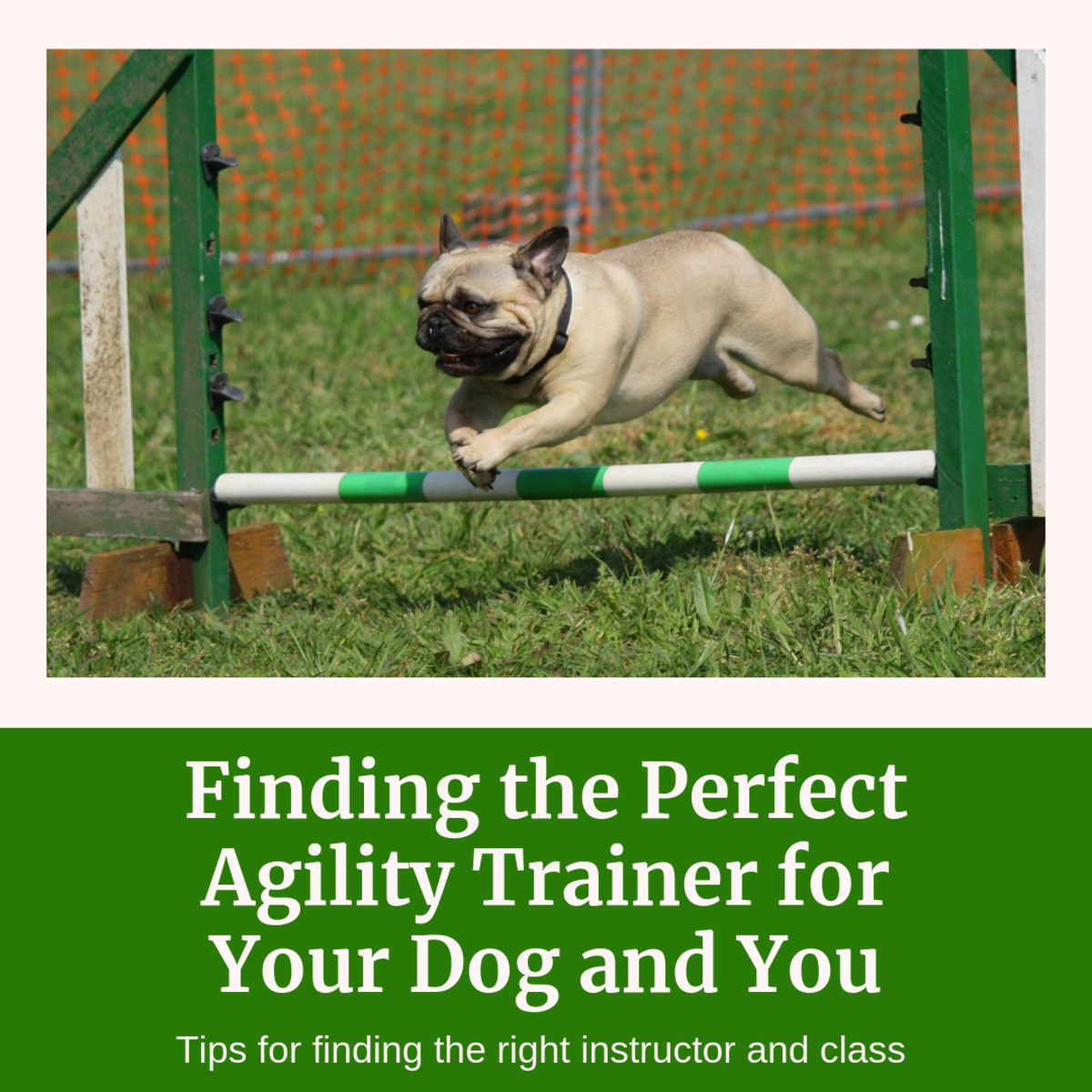 agility contact trainer