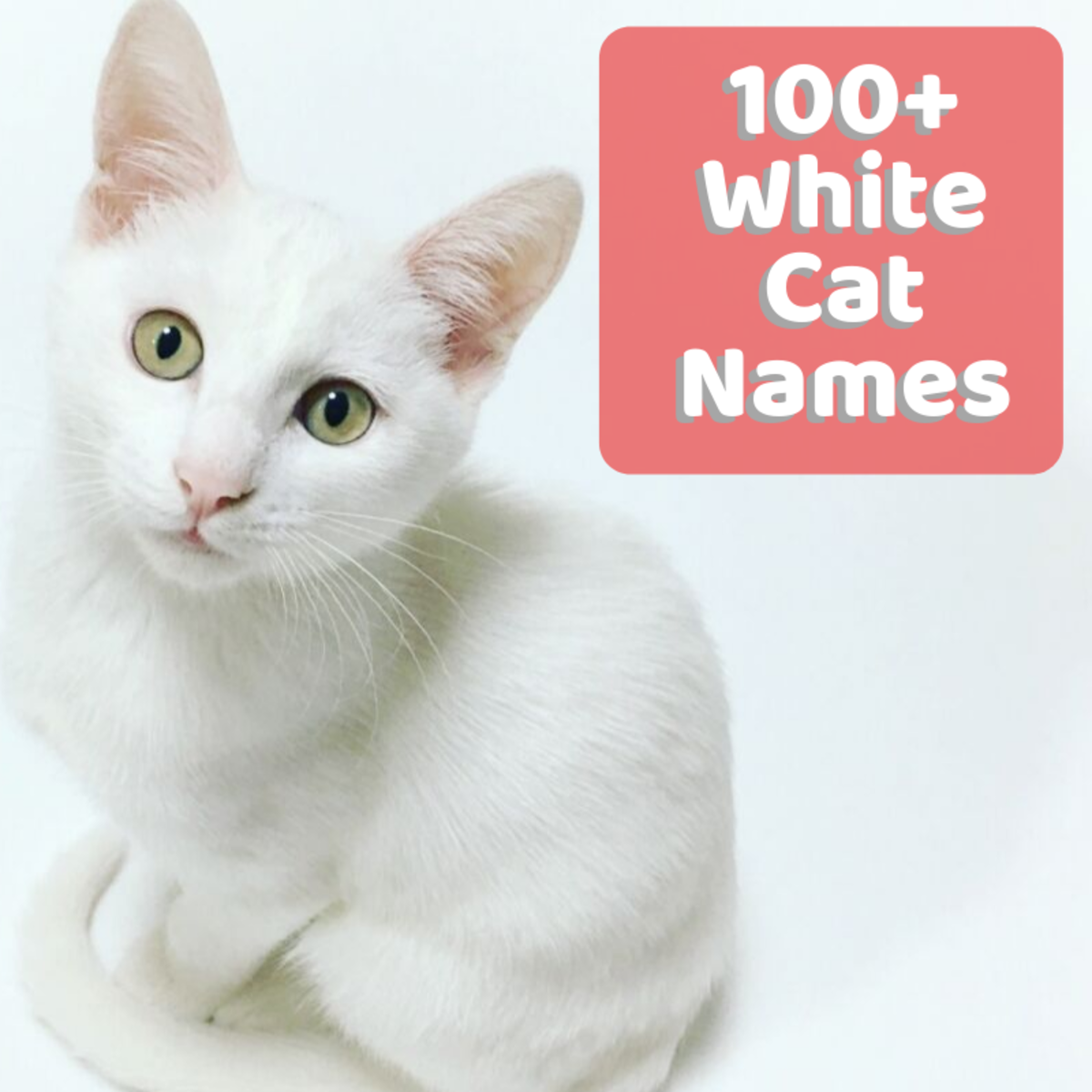 100 Unusual And Unique Names For White Cats And Kittens Pethelpful