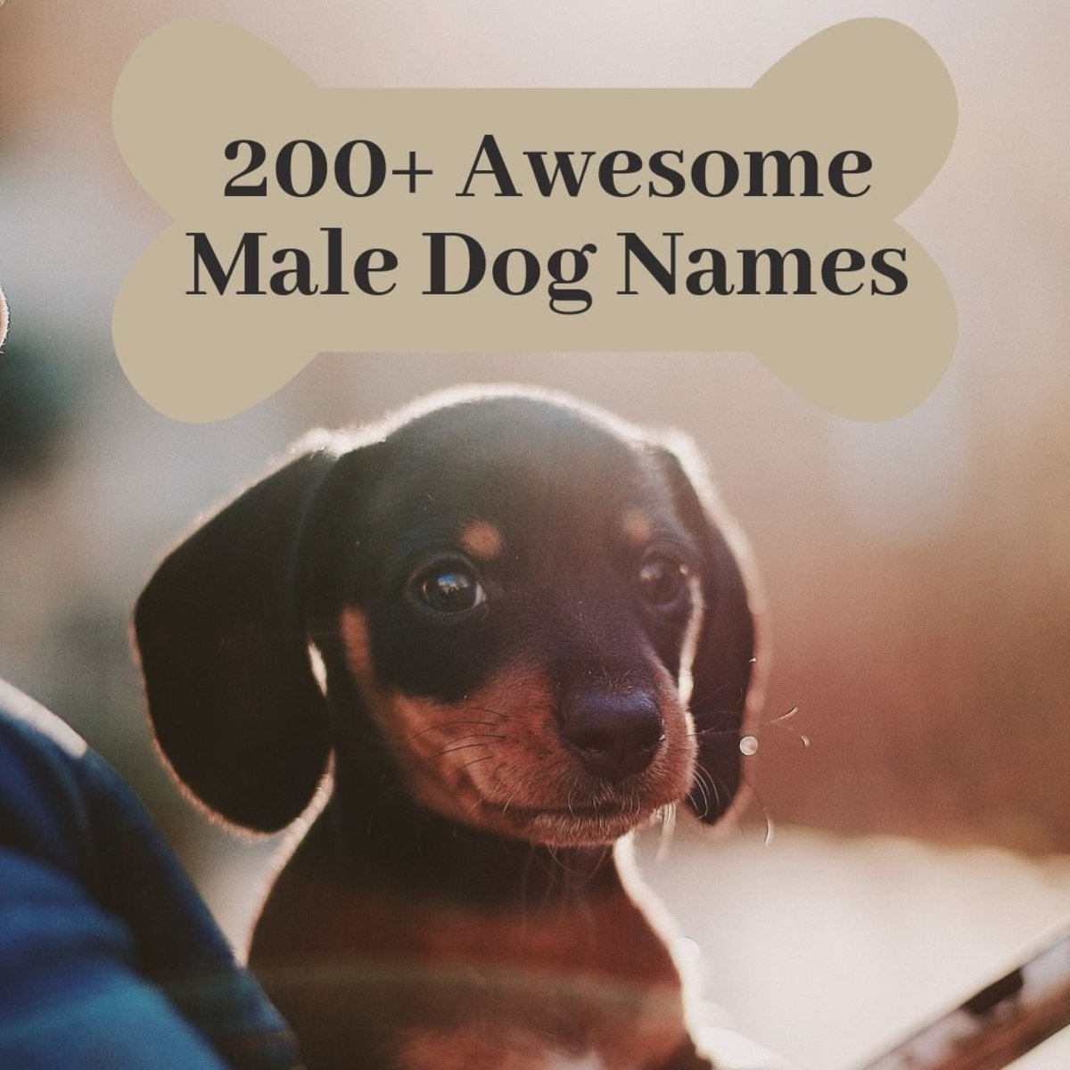 Cool Middle Names For Boy Dogs