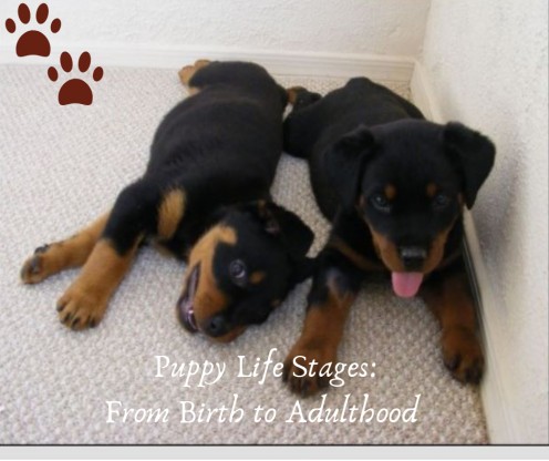 Puppy Life Stages: From Birth To Adulthood | HubPages