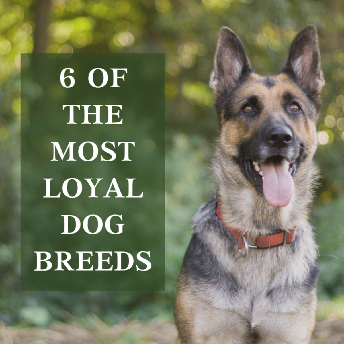 Most Loyal Dog Breeds PetHelpful