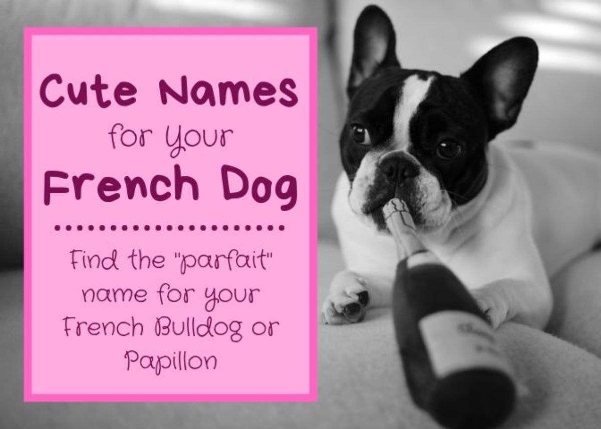 40 Best White Dog Names for a Cute Puppy (From Albus to