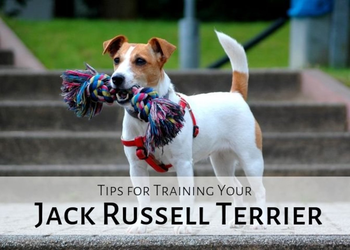 Jack Russell Puppy Feeding Chart