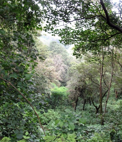 A view of Western Ghats forest of South India