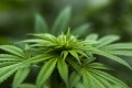 Using Hemp Products for Health