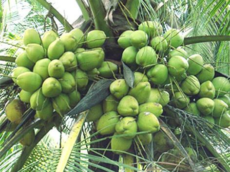 Green coconut palm (Source)