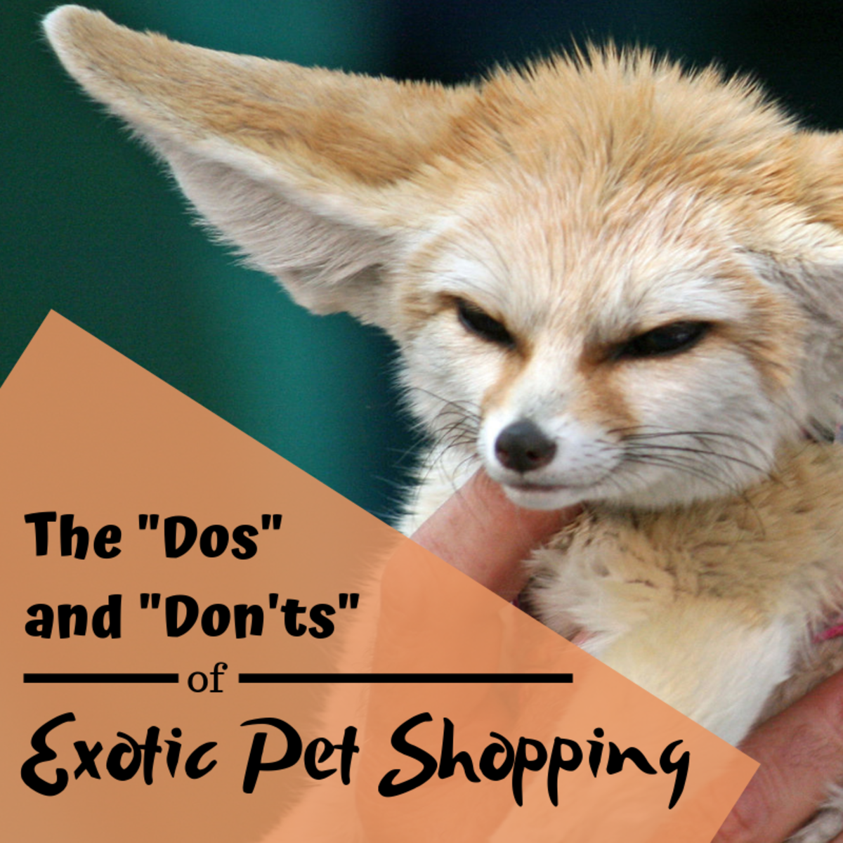 Exotic Animals for Sale: The Dos and Don'ts of Purchasing ...