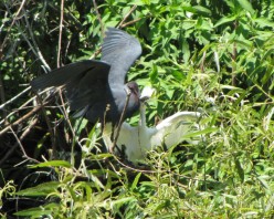 Rookery Photos of Little Blue Heron
