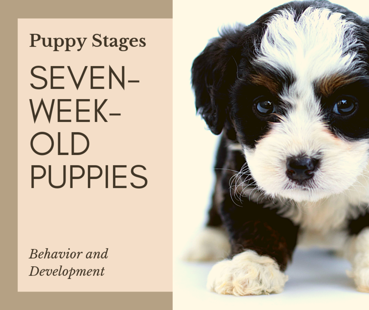 Seven-Week-Old Puppy Behavior and 