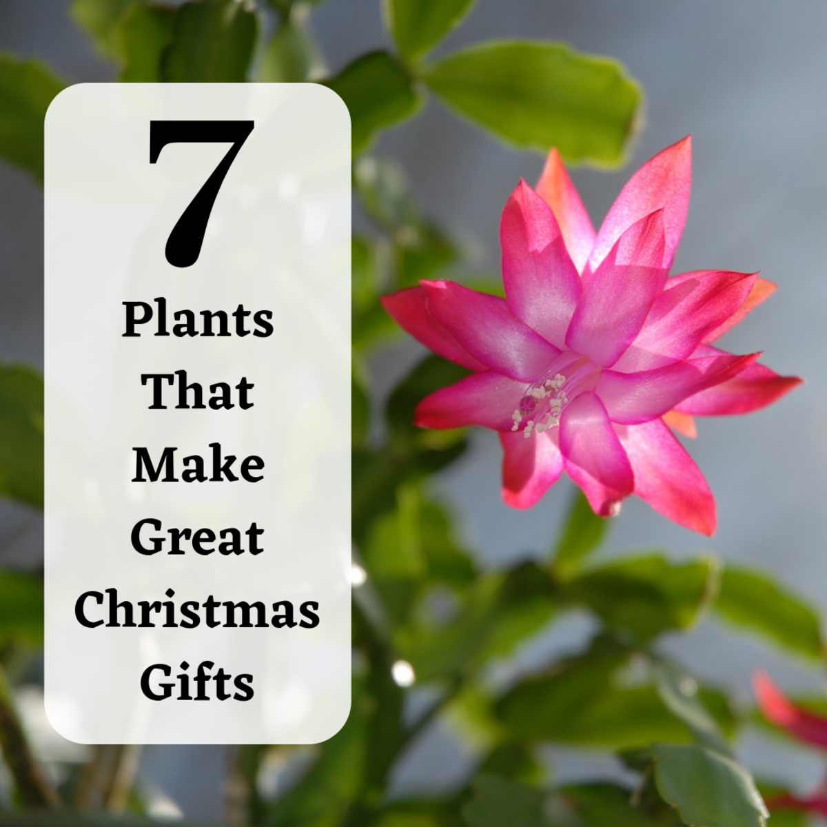 Living Christmas Gift Ideas 7 Holiday Plants To Give