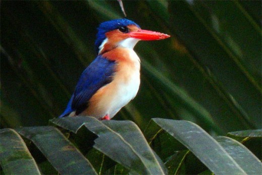  Principe Kingfisher