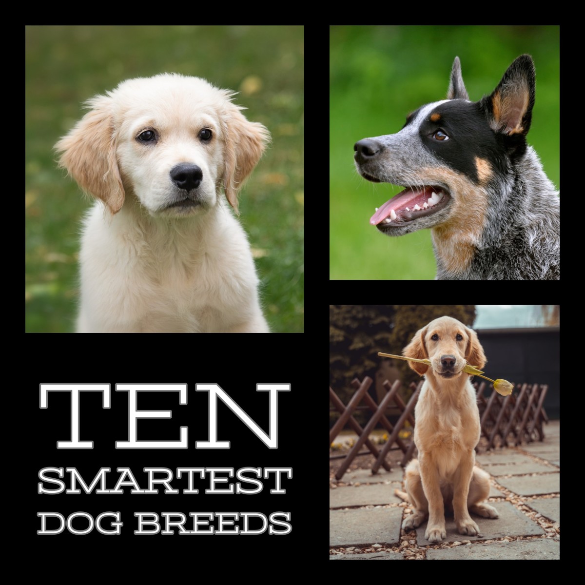 The Top 10 Smartest Dog Breeds Pethelpful By Fellow Animal Lovers And Experts