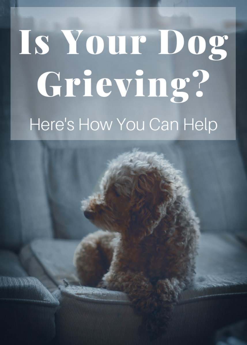 How to Help a Grieving Dog When Their Owner Dies PetHelpful
