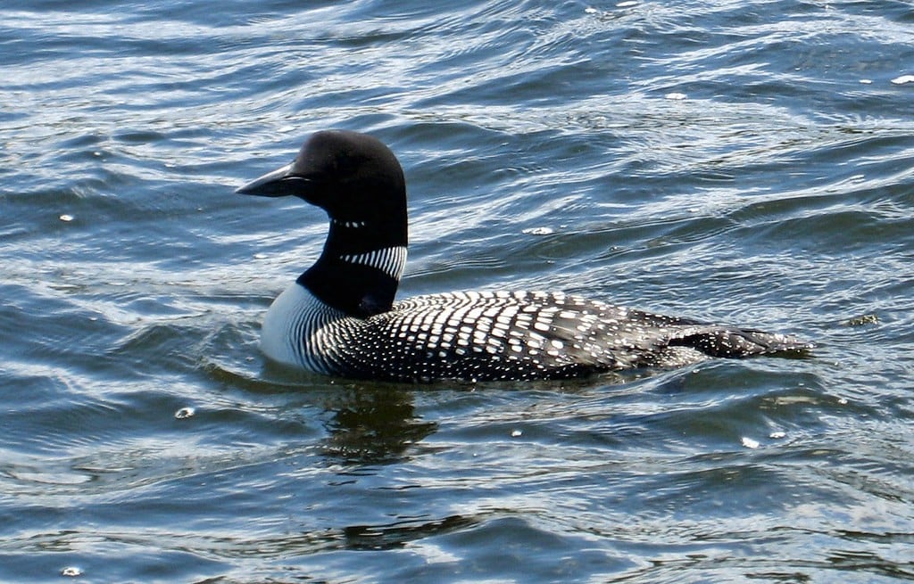 Great Northern Diver (Common Loon) | HubPages