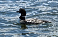Great Northern Diver (Common Loon)