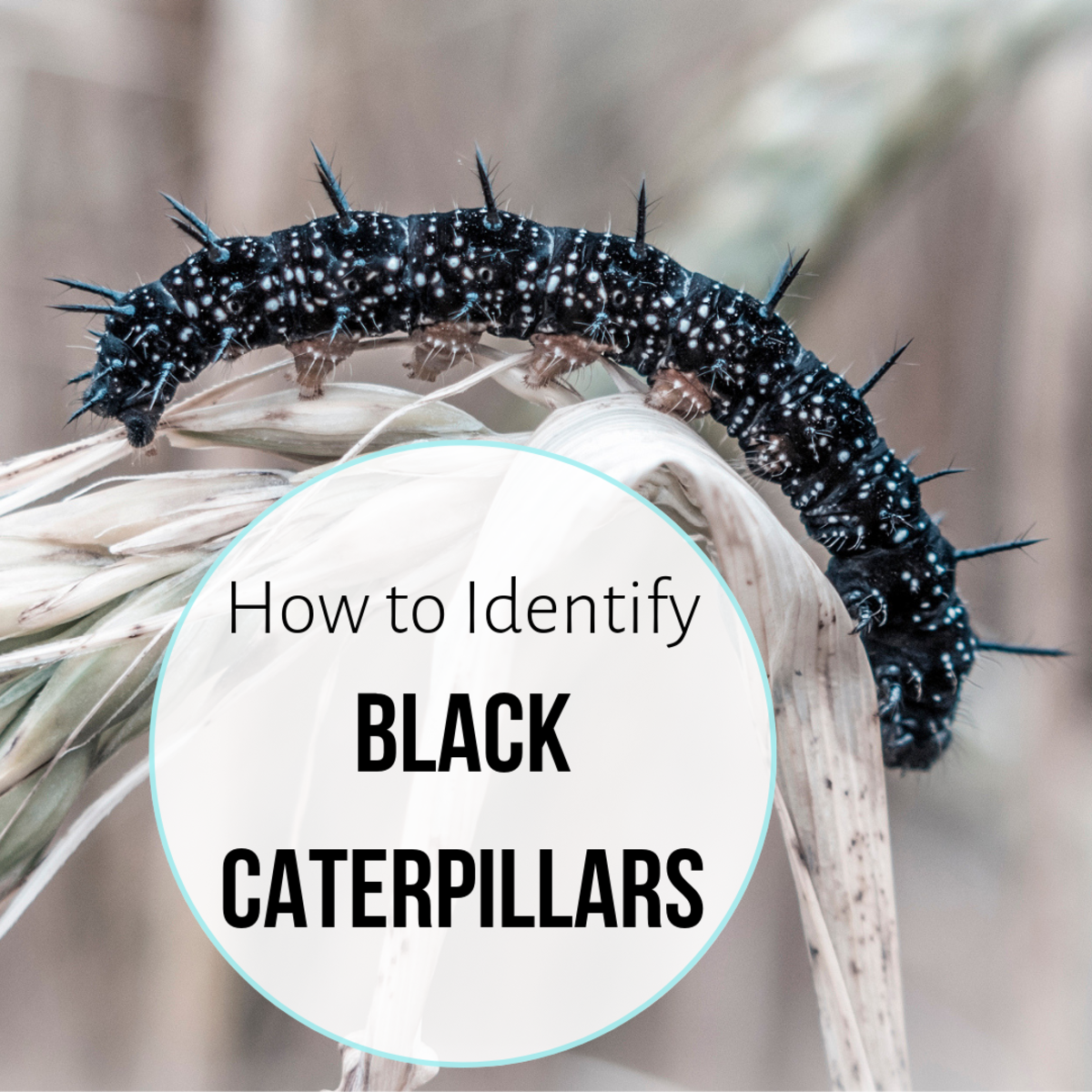 Black Caterpillar Identification Chart