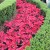 A massive grouping of poinsettias at Disney - quite showy. 
