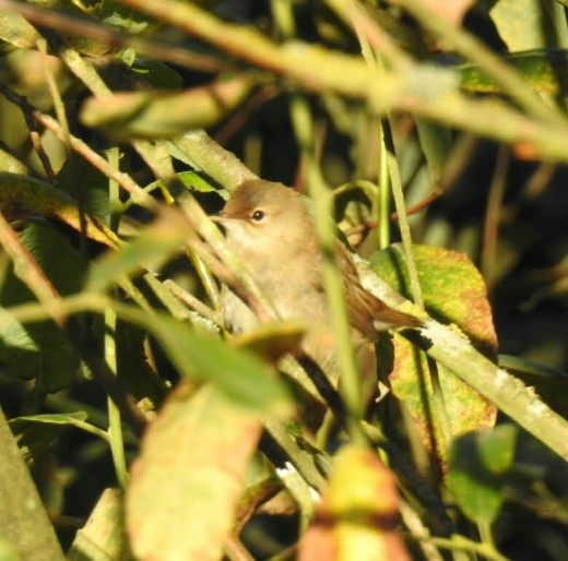 One of at least two Reed Warblers seen recently at Elmdon.