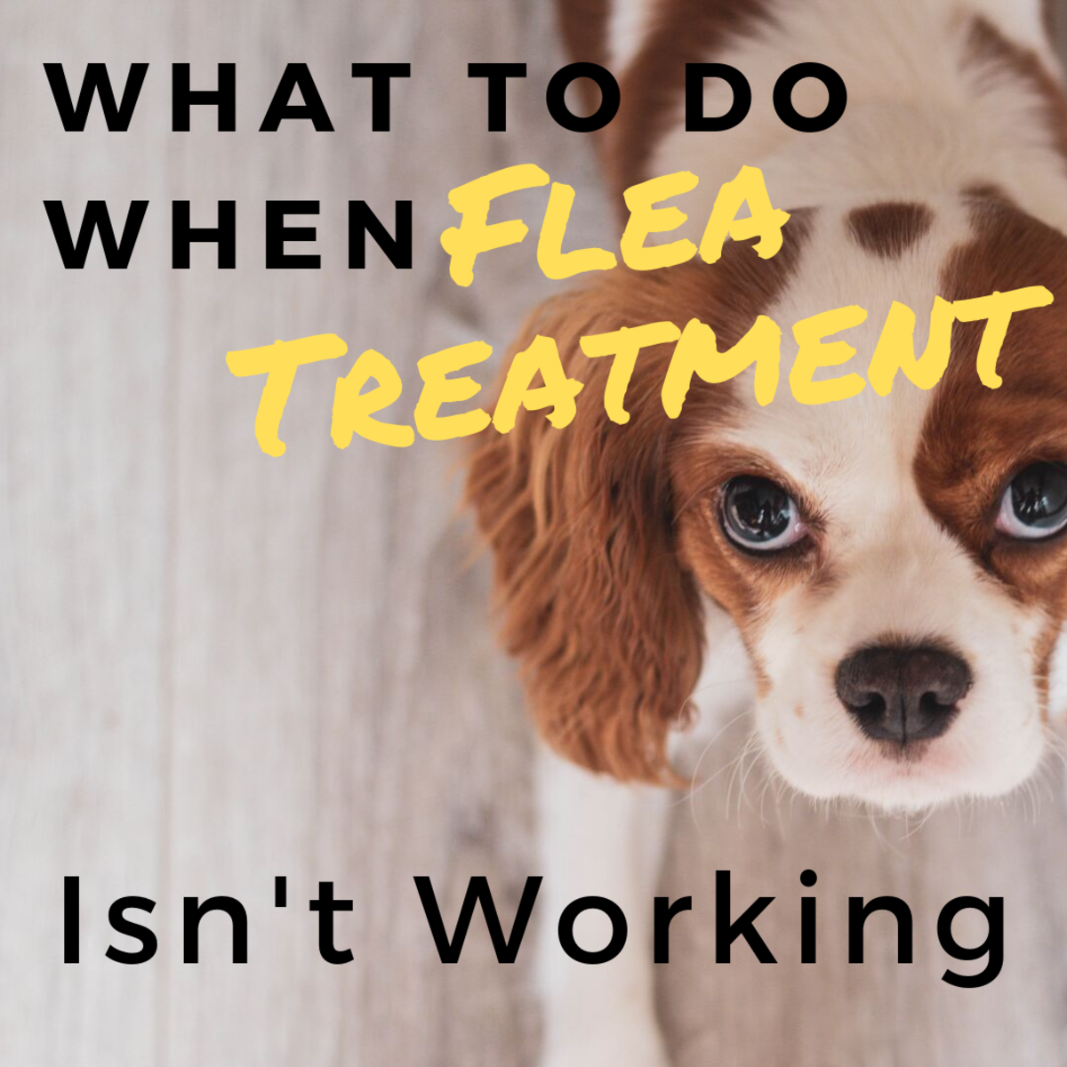 Reasons Why Your Dog's Flea Treatment 