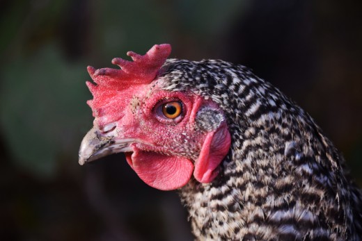 Chicken full of moonshine