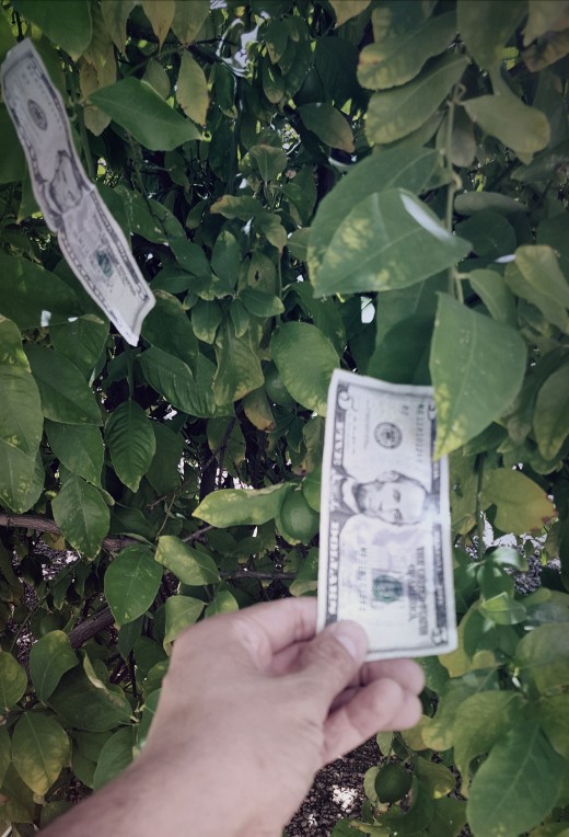 Plucking bucks from the tree of cash