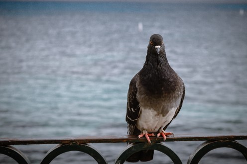 This photo of a pigeon sitting here represents a cleaner version of the album's cover. 