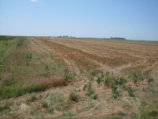 This kind of farming is called "strip farming" - which means that the fields are arranged in strips, for easy rotation of crops, and also resting periods, or "lying fallow".