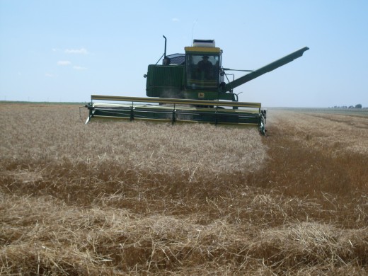 The combine approaches the end of the field near the road.      The wheat is harvested in "rounds" - that is, the combine begins at the edges of the field, and follows a path inward to the center.