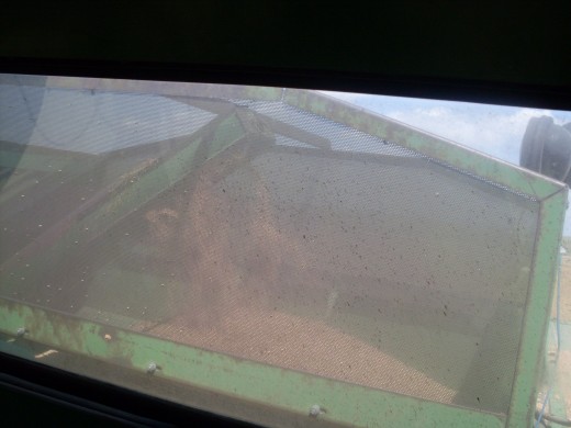 The holding tank behind the cab of the combine. The grain is fed into this.