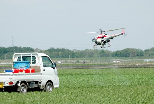 A large drone helicopter sprays a wheat crop in Japan.
