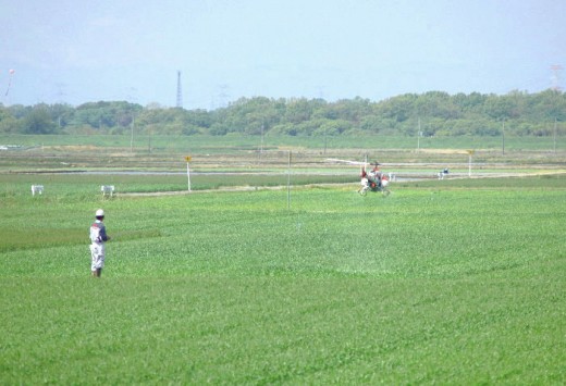An operator uses a drone helicopter sprays a wheat crop on a typical growing plot in Ibaraki Prefecture, Japan.