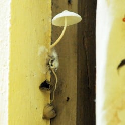 Managing Troublesome Fungi in the Living Rooms