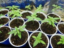 Cannabis Clones vs Seeds: The Pros and Cons for Beginning Growers