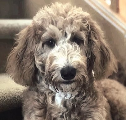 Training a Godendoodle Puppy Can Be a Lot of Hard Work. Have Patience.