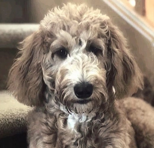 Special Benefits Of Training A Goldendoodle Puppy