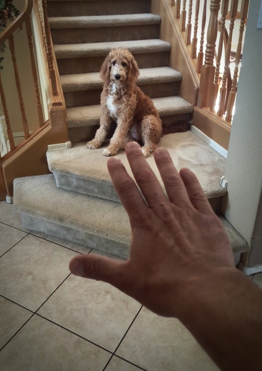 Using Hand Signals Can Help to Train Your Dog Faster. "Touka.", "Stay."