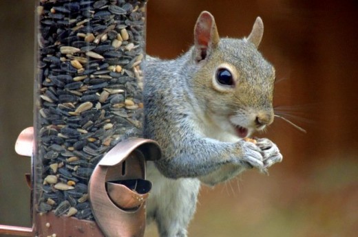 A squirrel eating bird food from a bird feeder.