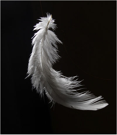 Caught in the beauty of it's motion, I slipped between the cracks. Now I am that feather, light as air...