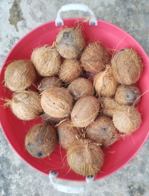 Husked coconut commodity