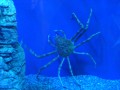 How to Select and Cook Crab