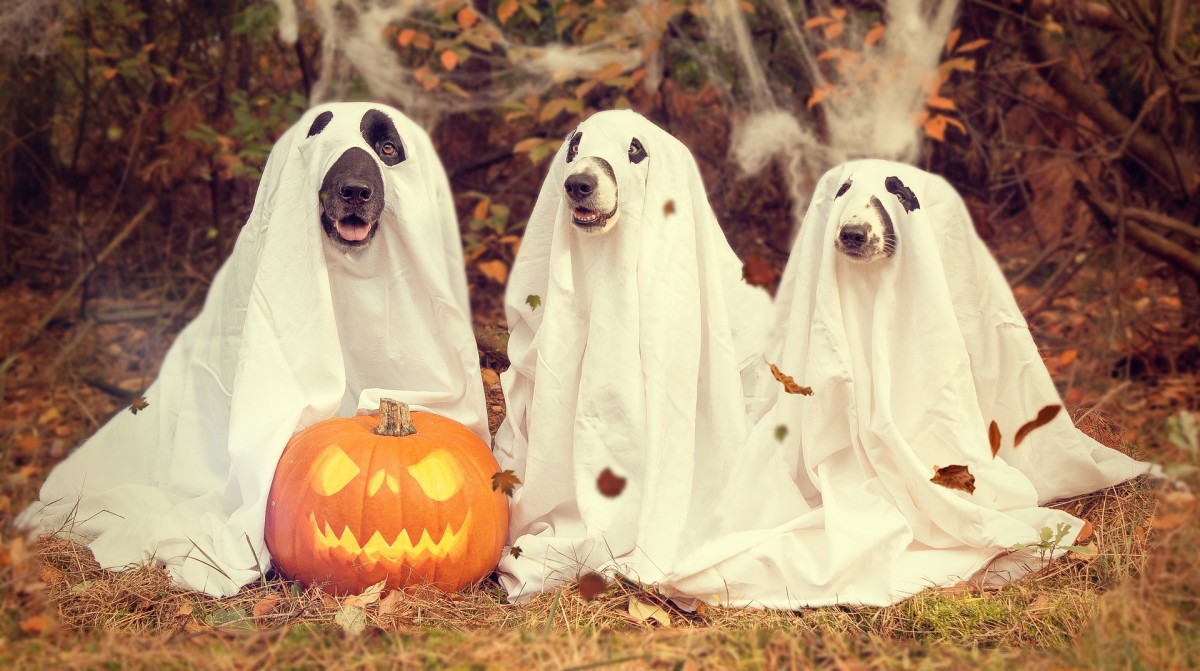 Could these be ghost dogs from the White House?