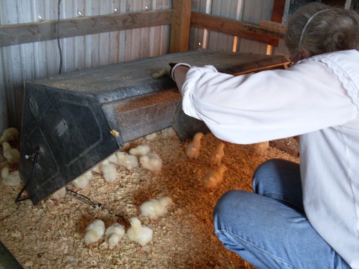 Photo Essay Of The Life Of A Chicken: From Newly Hatched To Adult 