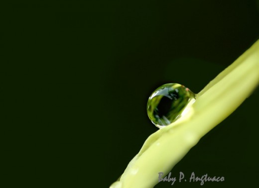 What about this photo, wouldn’t you want this raindrop on your ring?