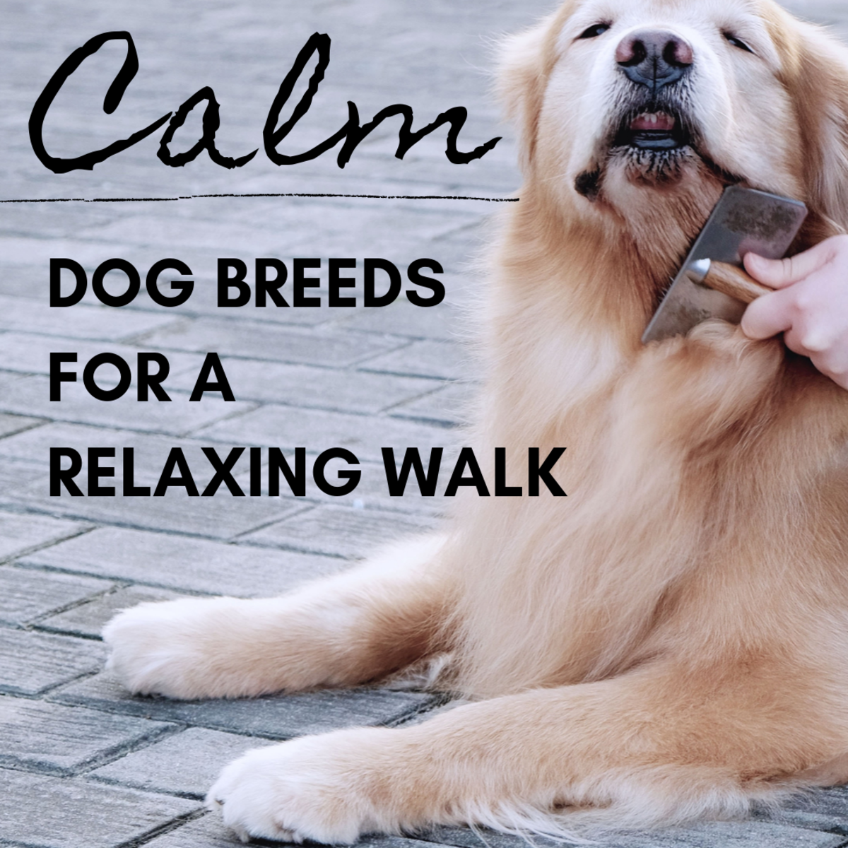 dogs travel calm