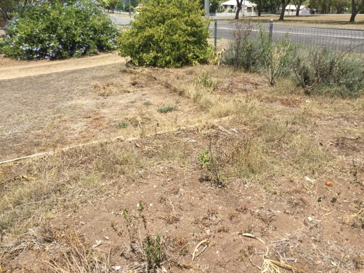 Garden, what garden. No green grass in sight